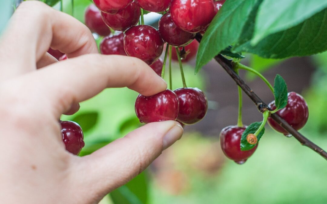 “Cherry-Picking” David Powlison on Secular Psychology and Biblical Counseling