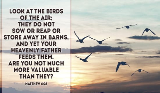 Nature Yourself Calm: Consider Creation and the Creator’s Caring Control